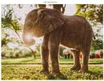 Wildtiere Afrika 3x1000 Teile (Donal Boyd)