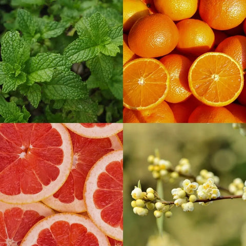 Cocooning Biocosmetics - Shower Tablets MORNING ZEST - Refresh Your Day with Citrus Bliss 🌞🍊