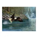 Weisskopfseeadler 1000 Teile