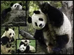 Pandas 1000 Teile