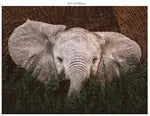 Wildtiere 3x1000 Teile (Donal Boyd)