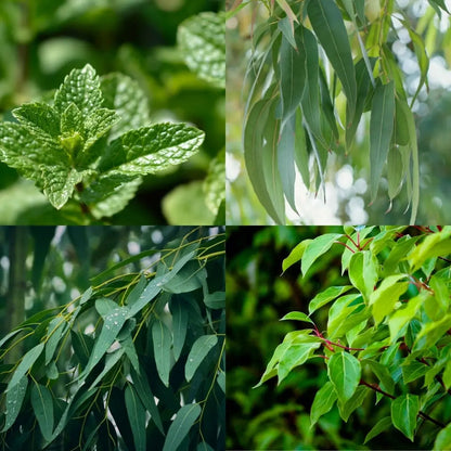 Cocooning Biocosmetics - Shower Pebbles AROMA SPA - Transform Your Shower into a Relaxing Oasis! 💧🌿