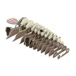 3D Bastelset Seeotter (MQ6)