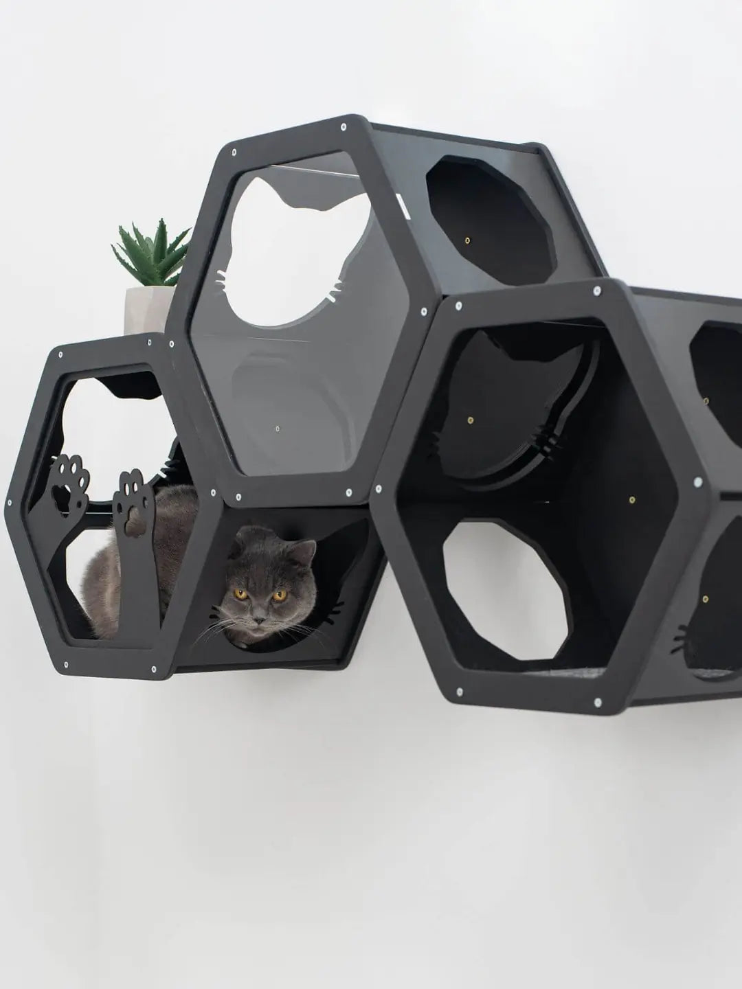 hexagon cat wall shelves