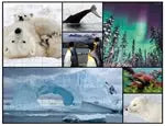 Bodenpuzzle Polar 48 Teile