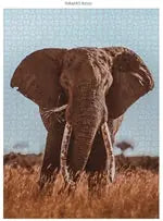 Wildtiere Blickkontakt 3x1000 Teile (Donal Boyd)
