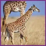 Giraffen 100 Teile