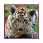 Tigerjunge 100 Teile