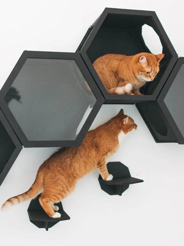 wall climbing steps for cats