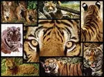 Tiger 1000 Teile
