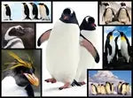 Pinguine 1000 Teile