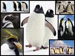 Pinguine 1000 Teile