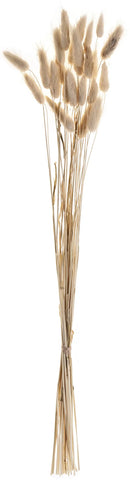 EGLO Trockenblume 60cm 428039 beige