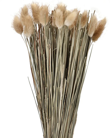 EGLO Trockenblume 45cm 428047 beige