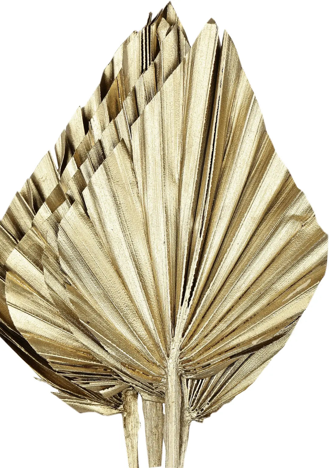 EGLO Trockenblume 45cm 428054 gold