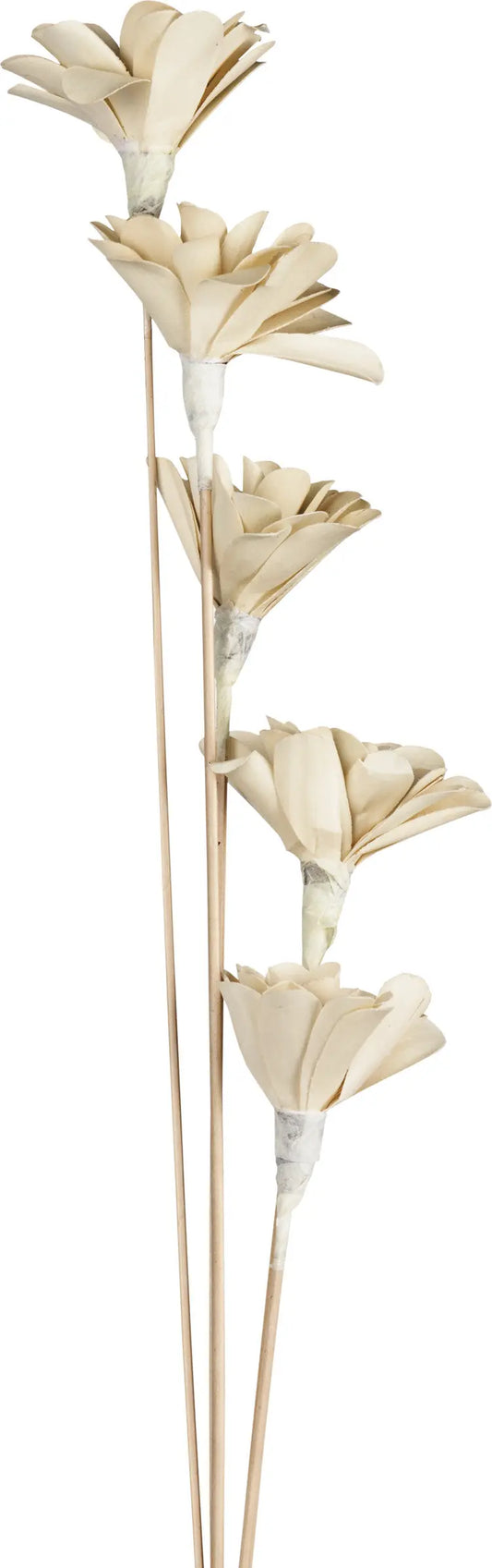 EGLO Trockenblume SENNETERRE 428167 weiss