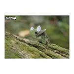 3D Bastelset Triceratops (MQ6)