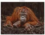 Wildtiere Blickkontakt 3x1000 Teile (Donal Boyd)
