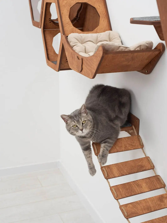 cat rope bridge
