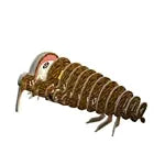 3D Bastelset Brauner Kiwi (MQ6)