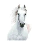Diamond Painting Pferd weiss