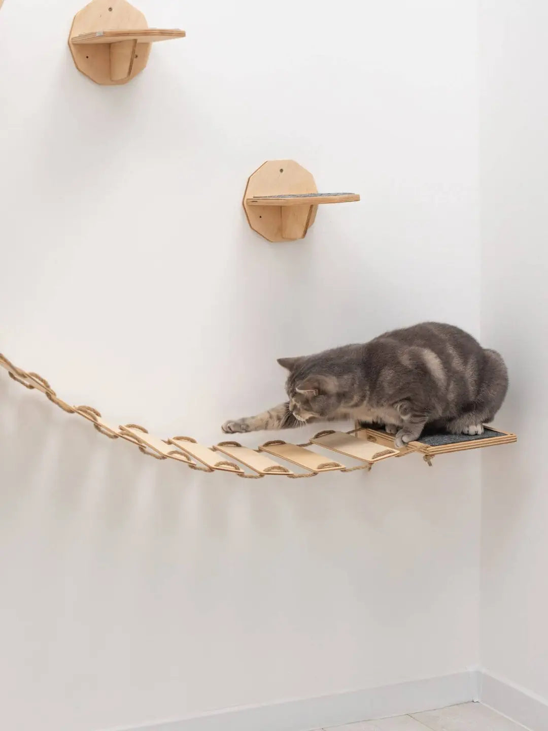 cat wall bridge