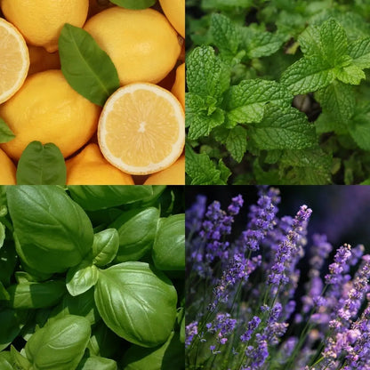 Cocooning Biocosmetics - Shower Galets OCEAN BLISS - Refresh Your Senses! 🌊✨