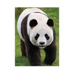 Panda 1000 Teile