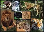 Wildkatzen 1000 Teile