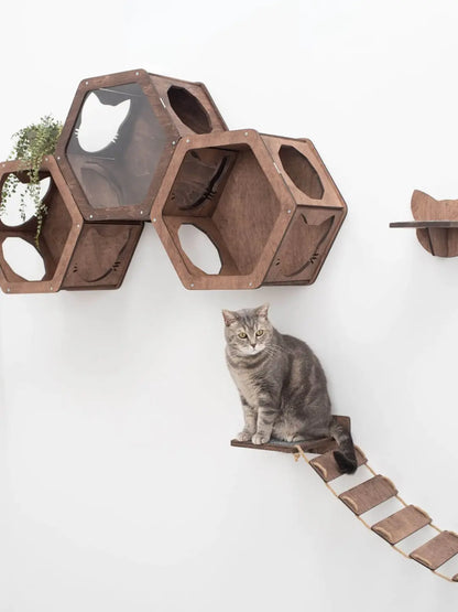 cat hexagon shelf