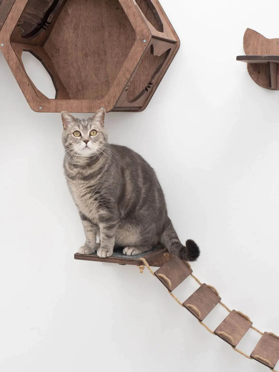 wall mounted cat walk
