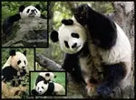 Pandas 1000 Teile