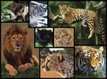 Wildkatzen 1000 Teile