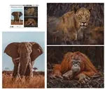 Wildtiere Blickkontakt 3x1000 Teile (Donal Boyd)