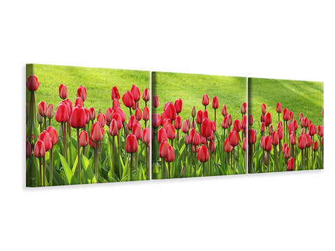 Panorama Leinwandbild 3-teilig Rotes Tulpenfeld im Sonnenlicht