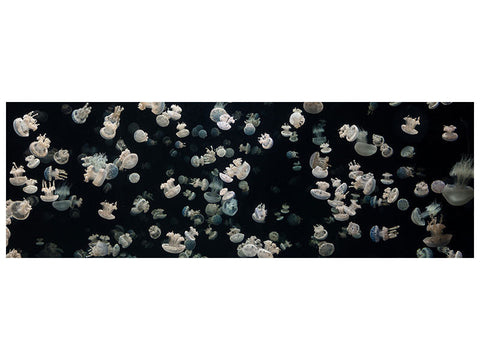 Leinwandbild Panorama Just Some Jellies