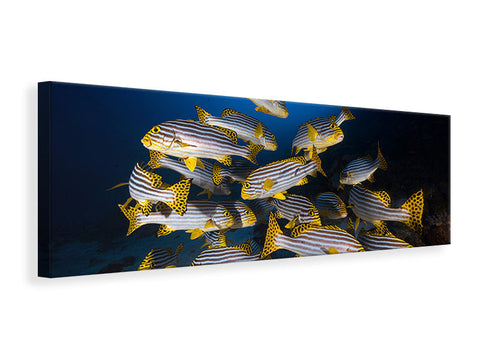 Leinwandbild Panorama Underwater Photography-Indian Ocean Sweetlips