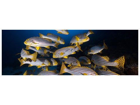 Leinwandbild Panorama Underwater Photography-Indian Ocean Sweetlips