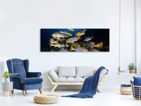 Leinwandbild Panorama Underwater Photography-Indian Ocean Sweetlips