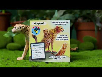 BrainBox - Animaux (f)