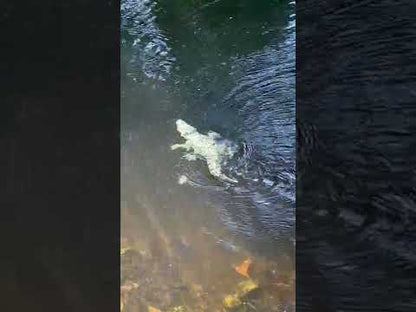 RC Alligator mit leuchtenden Augen