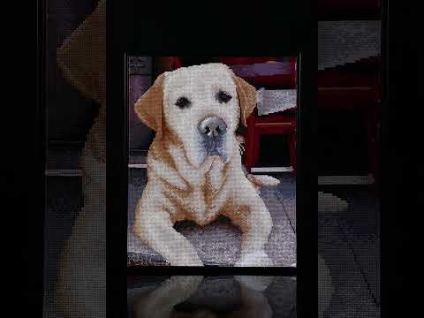 Diamond Painting Labrador