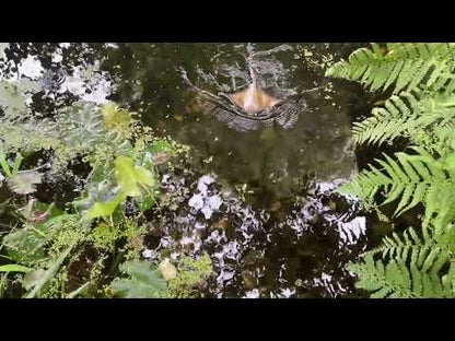 RC Stingray 2.4 Ghz mit Licht