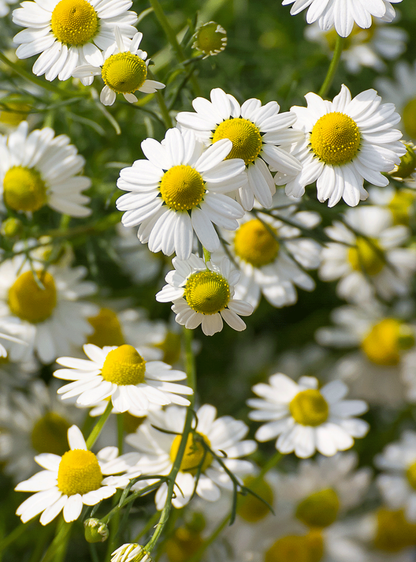 RAUSCH - 🌼 Soin capillaire aux herbes suisses - Formule botanique rafraîchissante