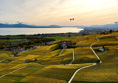 CAVE DE LA CÔTE - Château d'Es-Bons Terre d'Alleu - Swiss Organic Wine🍷🍇🇨🇭