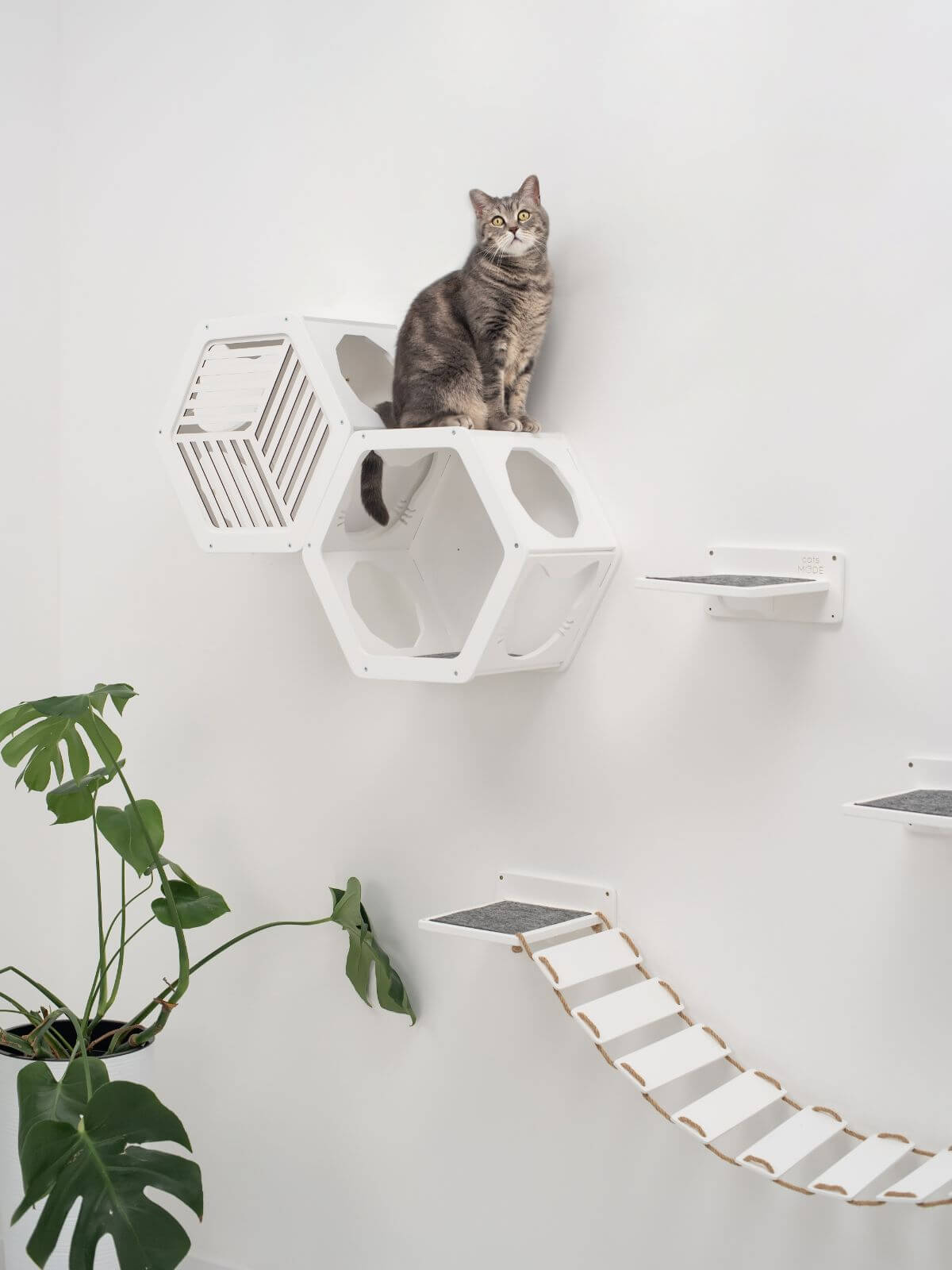 honeycomb cat shelves