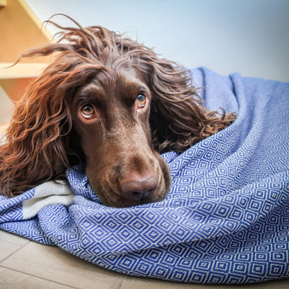 Hund liegt auf einem blauen Strandtuch